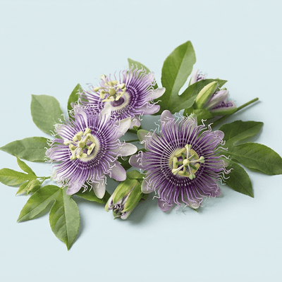 Passiflore bio